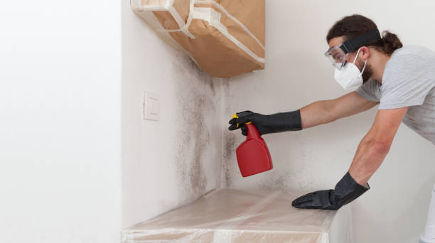Professional Attic Mold Removal technician working in Empire, MI