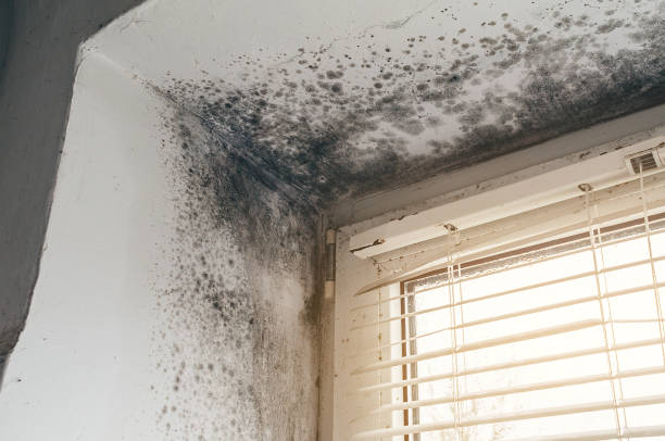 Affordable Attic Mold Removal solutions in Empire, MI