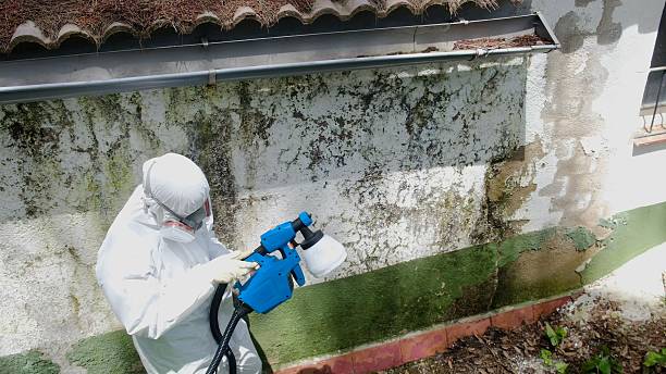 Top rated local Attic Mold Removal specialists in Empire, MI